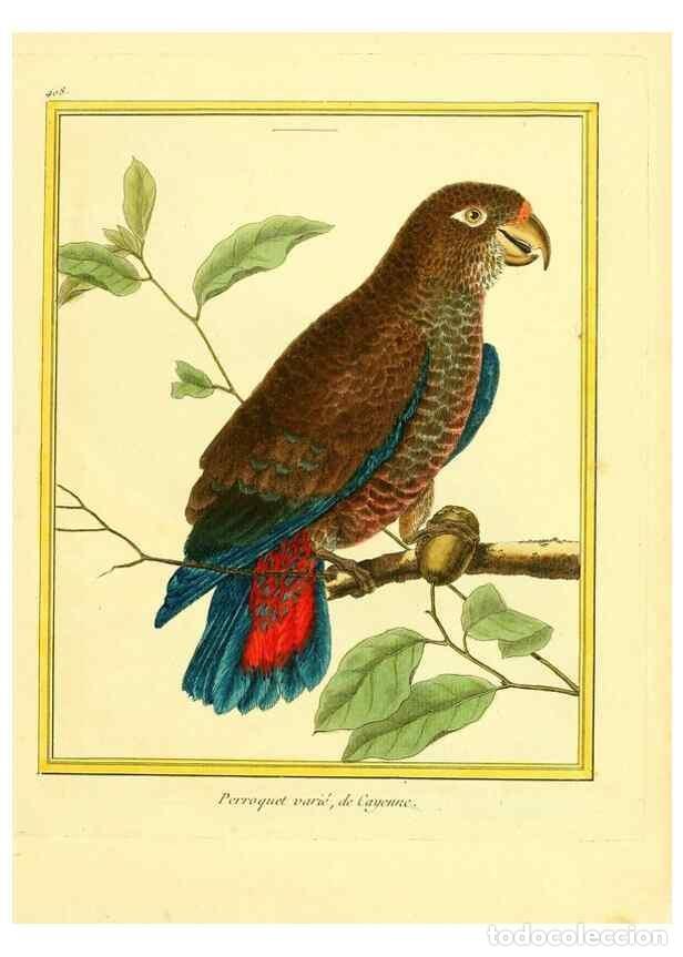 Sammeln von Zeitschriften und Zeitungen: Reproducci&oacute;n/Reproduction 49639296653: Planches enlumin&eacute;es d'histoire naturelle. Paris? :s.n.,1765-1