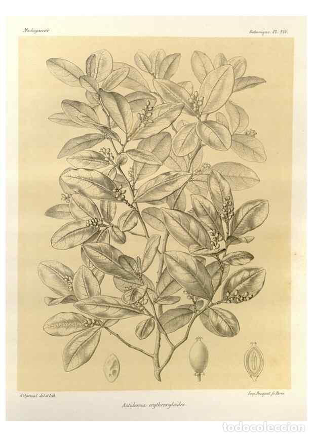 Sammeln von Zeitschriften und Zeitungen: Reproducci&oacute;n/Reproduction 49785925276: Histoire physique, naturelle, et politique de Madagascar. Par