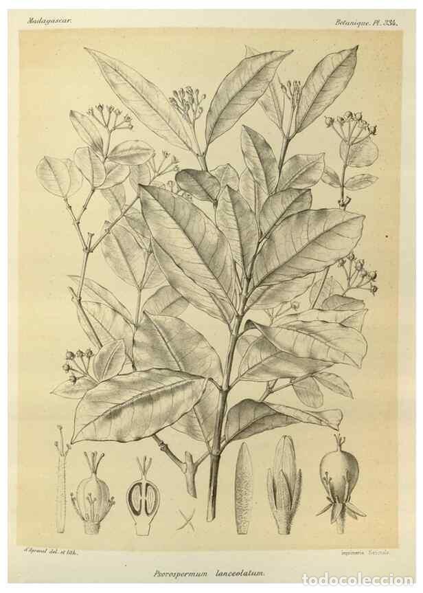 Sammeln von Zeitschriften und Zeitungen: Reproducci&oacute;n/Reproduction 49785512288: Histoire physique, naturelle, et politique de Madagascar. Par