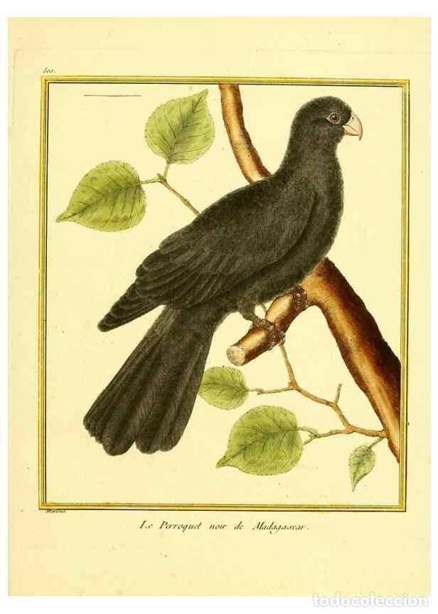 Sammeln von Zeitschriften und Zeitungen: Reproducci&oacute;n/Reproduction 49640123717: Planches enlumin&eacute;es d'histoire naturelle. Paris? :s.n.,1765-1