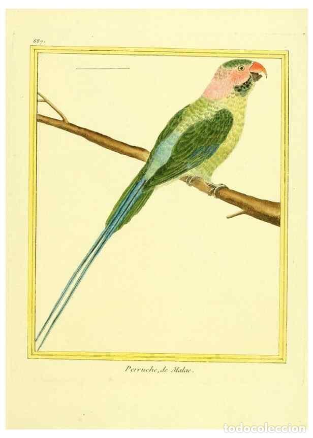 Sammeln von Zeitschriften und Zeitungen: Reproducci&oacute;n/Reproduction 49640748477: Planches enlumin&eacute;es d'histoire naturelle. Paris? :s.n.,1765-1