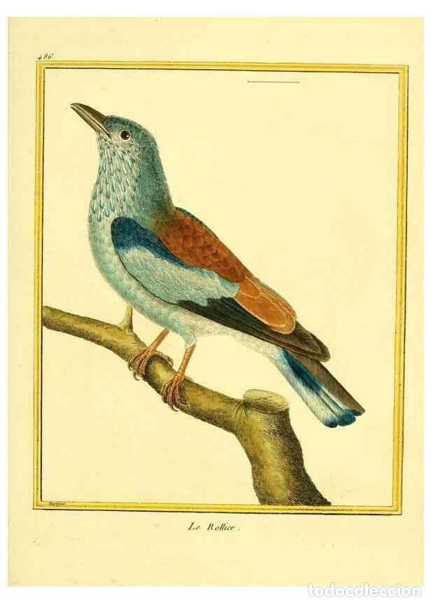 Sammeln von Zeitschriften und Zeitungen: Reproducci&oacute;n/Reproduction 49639321893: Planches enlumin&eacute;es d'histoire naturelle. Paris? :s.n.,1765-1