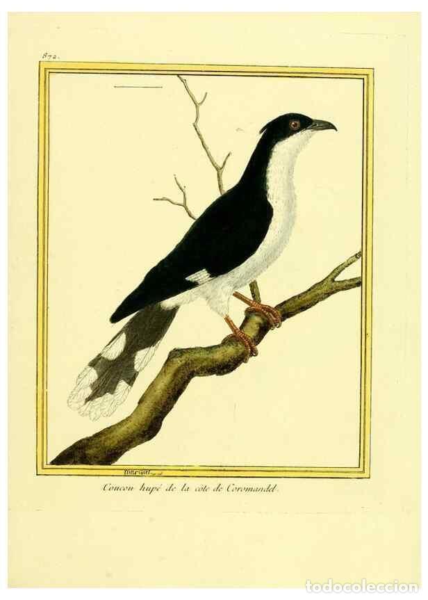 Sammeln von Zeitschriften und Zeitungen: Reproducci&oacute;n/Reproduction 49639948028: Planches enlumin&eacute;es d'histoire naturelle. Paris? :s.n.,1765-1