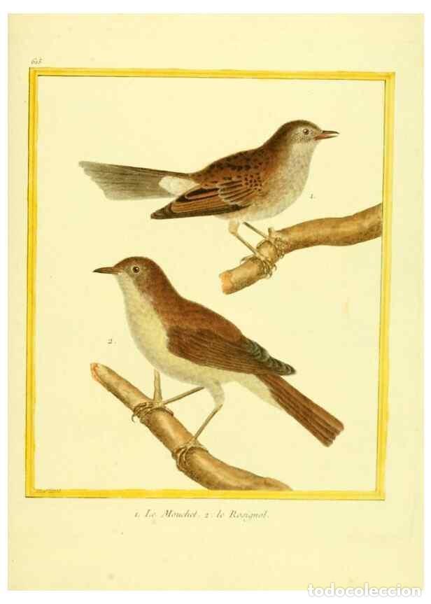 Sammeln von Zeitschriften und Zeitungen: Reproducci&oacute;n/Reproduction 49640089136: Planches enlumin&eacute;es d'histoire naturelle. Paris? :s.n.,1765-1