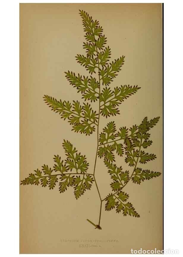 Sammeln von Zeitschriften und Zeitungen: Reproducci&oacute;n/Reproduction 49627964563: Ferns: British and exotic.... London,Groombridge and Sons,185