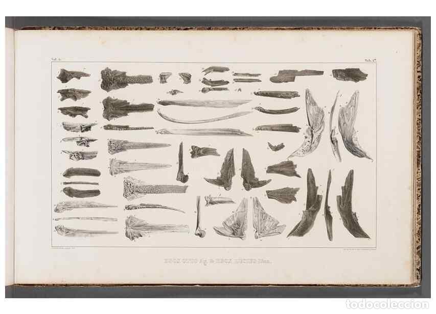 Sammeln von Zeitschriften und Zeitungen: Reproducci&oacute;n/Reproduction 49640309931: Recherches sur les poissons fossiles ... /. Neuchatel :Petitp