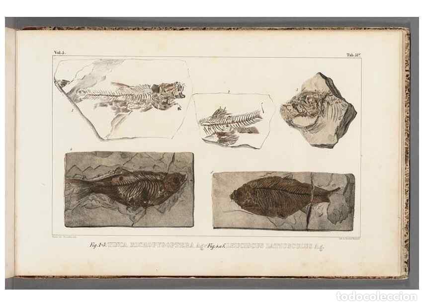 Sammeln von Zeitschriften und Zeitungen: Reproducci&oacute;n/Reproduction 49639787353: Recherches sur les poissons fossiles ... /. Neuchatel :Petitp