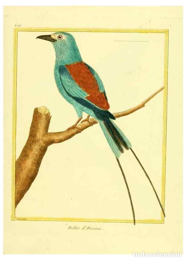 Sammeln von Zeitschriften und Zeitungen: Reproducci&oacute;n/Reproduction 49640365347: Planches enlumin&eacute;es d'histoire naturelle. Paris? :s.n.,1765-1