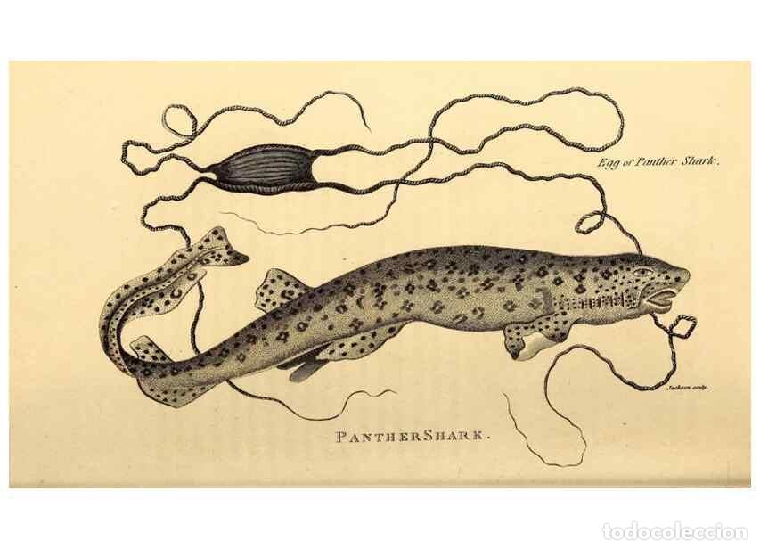 Collection Magazines and Newspapers: Reproducci&oacute;n/Reproduction 49826531598: General zoology, or Systematic natural history. London,Printe