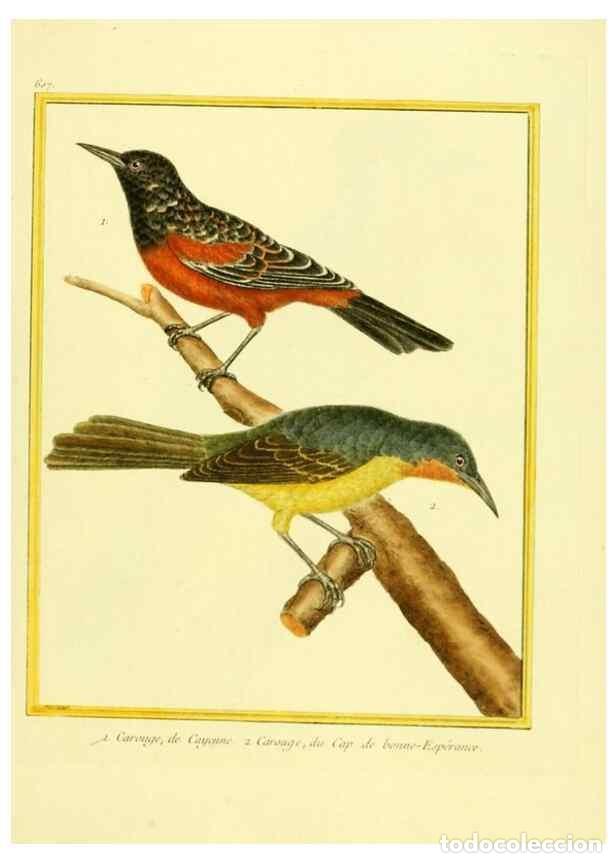 Collection Magazines and Newspapers: Reproducci&oacute;n/Reproduction 49639563243: Planches enlumin&eacute;es d'histoire naturelle. Paris? :s.n.,1765-1