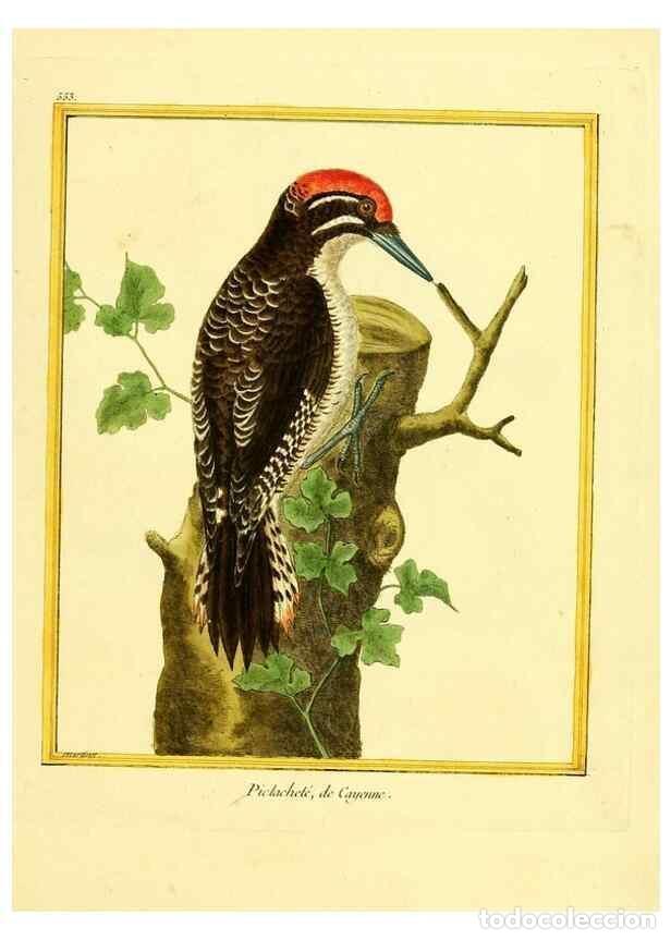 Collezionismo di Riviste e Giornali: Reproducci&oacute;n/Reproduction 49640019406: Planches enlumin&eacute;es d'histoire naturelle. Paris? :s.n.,1765-1