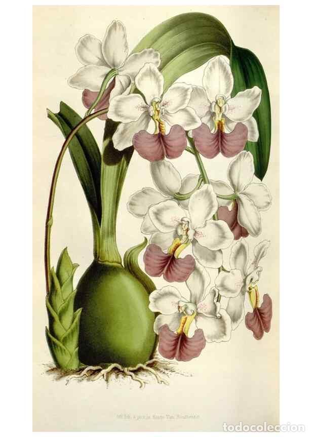 Collection Magazines and Newspapers: Reproducci&oacute;n/Reproduction 49643484541: Flore des serres et des jardins de l'Europe. A Gand :chez Lou