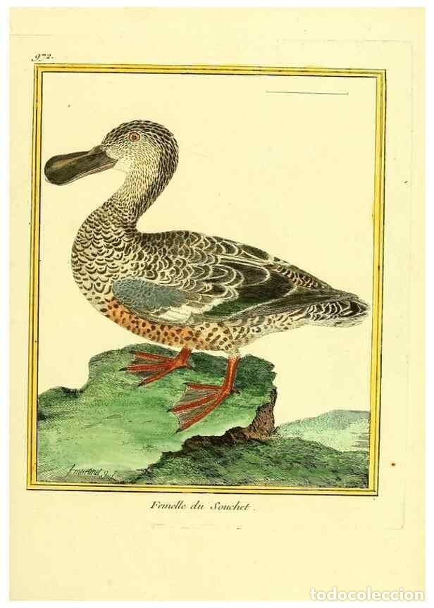 Collection Magazines and Newspapers: Reproducci&oacute;n/Reproduction 49640524311: Planches enlumin&eacute;es d'histoire naturelle. Paris? :s.n.,1765-1