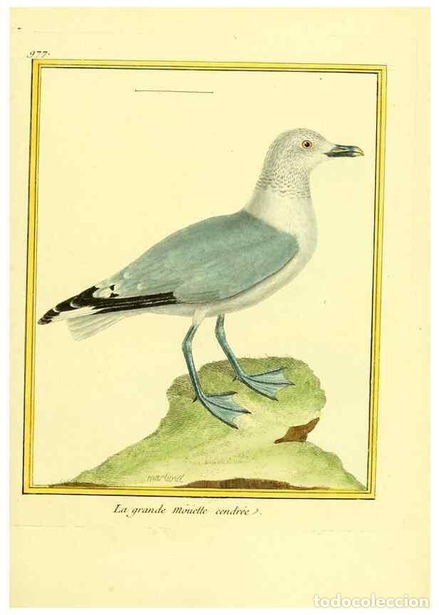 Collection Magazines and Newspapers: Reproducci&oacute;n/Reproduction 49640525726: Planches enlumin&eacute;es d'histoire naturelle. Paris? :s.n.,1765-1