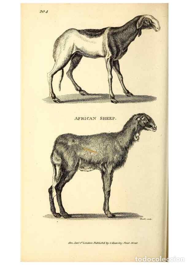 Collection Magazines and Newspapers: Reproducci&oacute;n/Reproduction 49826006893: General zoology, or Systematic natural history. London,Printe