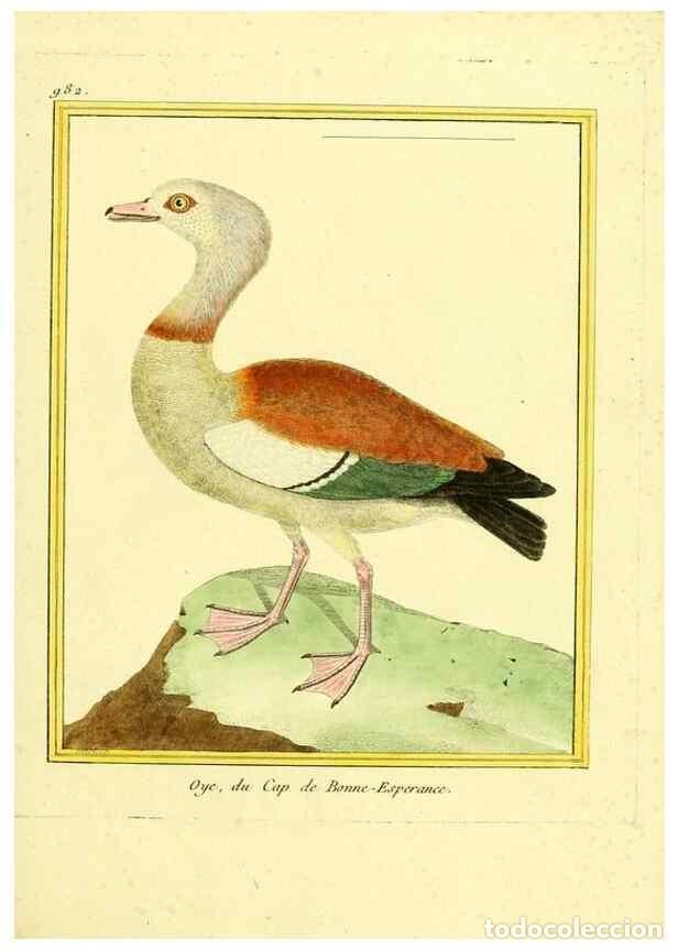 Collection Magazines and Newspapers: Reproducci&oacute;n/Reproduction 49640527541: Planches enlumin&eacute;es d'histoire naturelle. Paris? :s.n.,1765-1