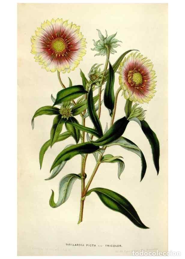 Collection Magazines and Newspapers: Reproducci&oacute;n/Reproduction 49643763157: Flore des serres et des jardins de l'Europe. A Gand :chez Lou