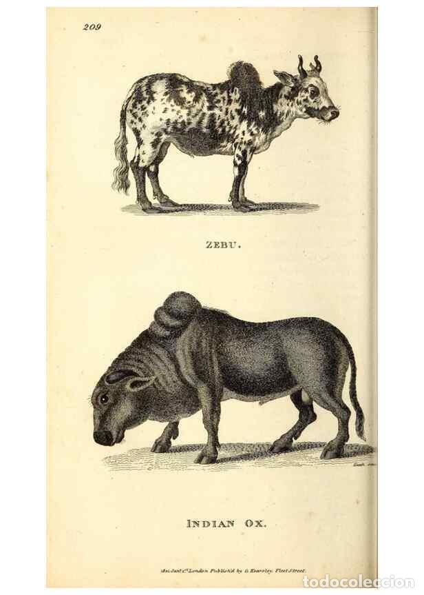 Collection Magazines and Newspapers: Reproducci&oacute;n/Reproduction 49826008563: General zoology, or Systematic natural history. London,Printe