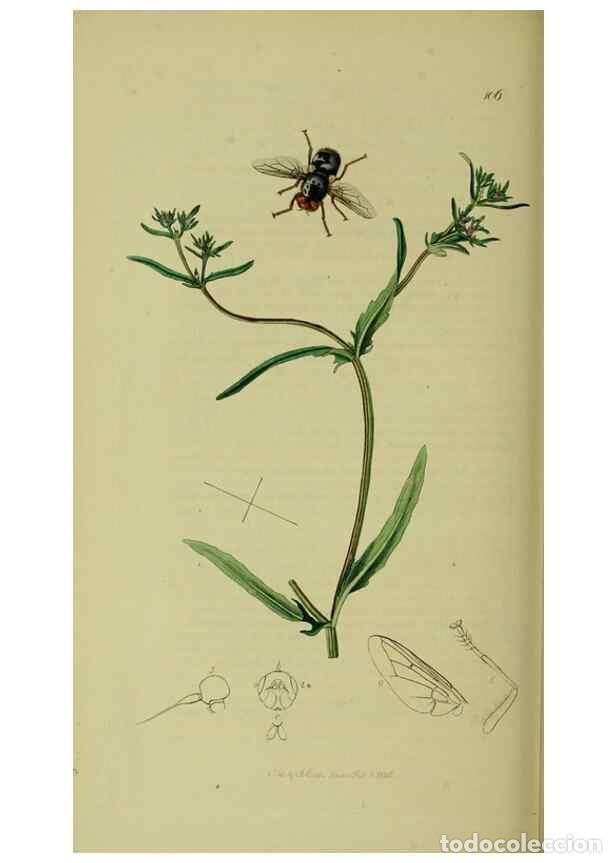 Collection Magazines and Newspapers: Reproducci&oacute;n/Reproduction 49640420203: British entomology :. London,Printed for the author,1823-1840