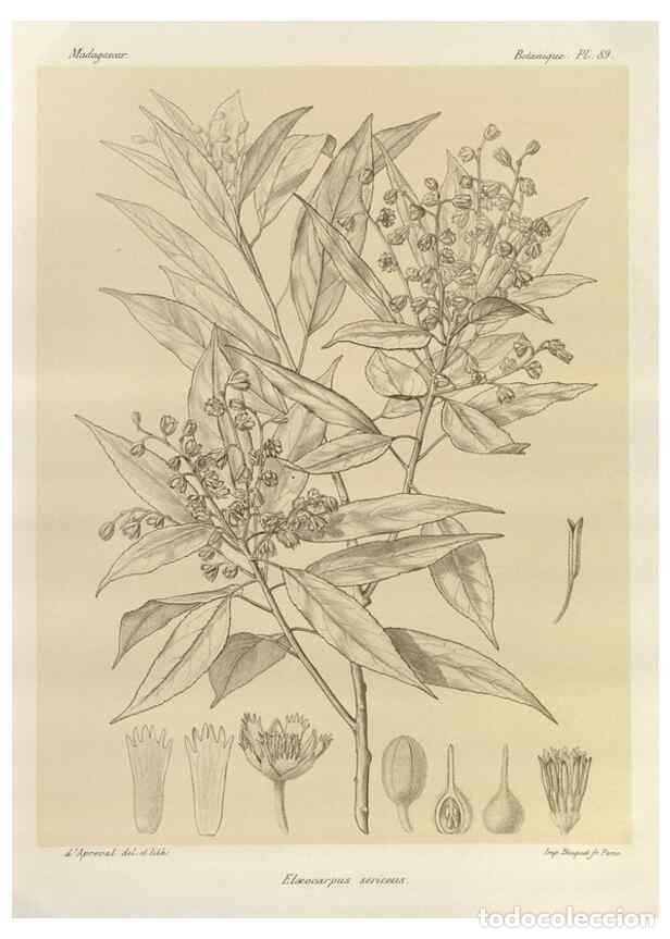 Collection Magazines and Newspapers: Reproducci&oacute;n/Reproduction 49785860506: Histoire physique, naturelle, et politique de Madagascar. Par