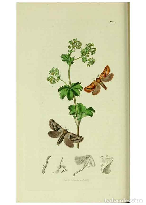 Collection Magazines and Newspapers: Reproducci&oacute;n/Reproduction 49640699186: British entomology :. London,Printed for the author,1823-1840