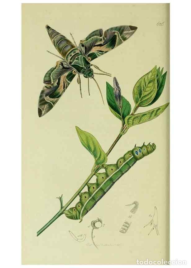 Collezionismo di Riviste e Giornali: Reproducci&oacute;n/Reproduction 49640696966: British entomology :. London,Printed for the author,1823-1840