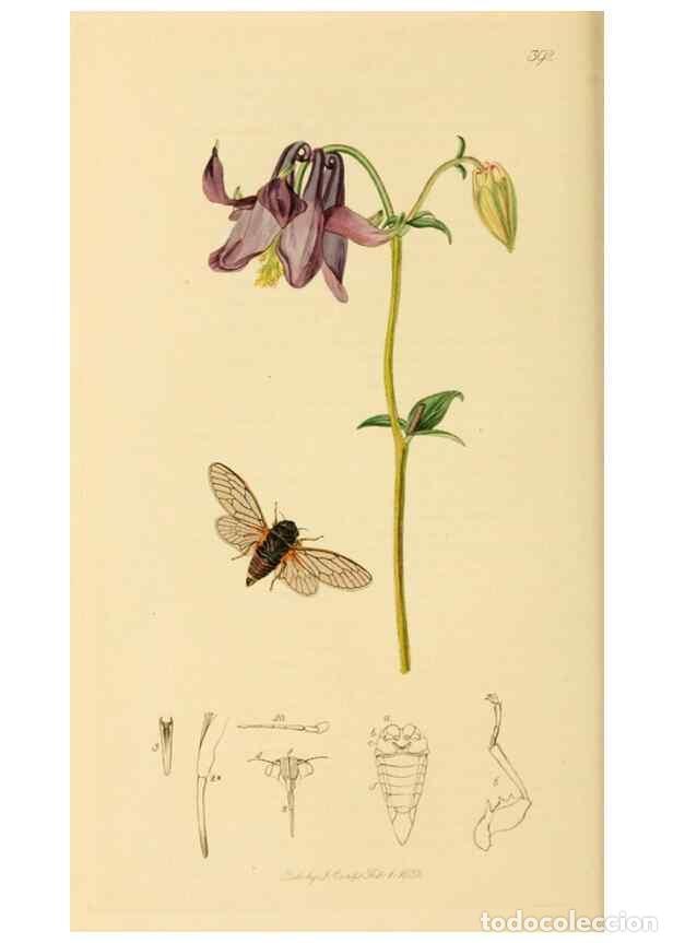 Collezionismo di Riviste e Giornali: Reproducci&oacute;n/Reproduction 49640342038: British entomology :. London,Printed for the author,1823-1840