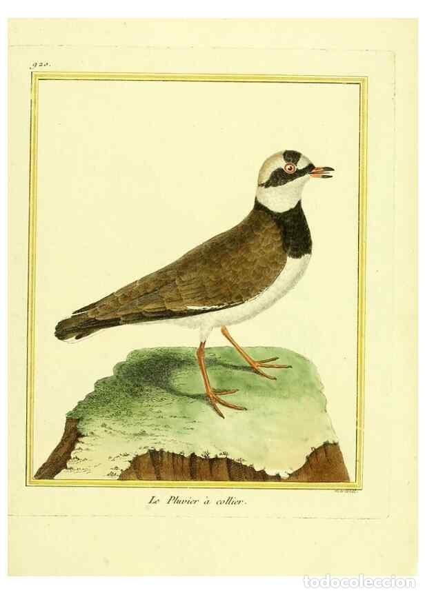 Collezionismo di Riviste e Giornali: Reproducci&oacute;n/Reproduction 49639986533: Planches enlumin&eacute;es d'histoire naturelle. Paris? :s.n.,1765-1