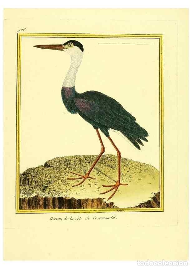 Collezionismo di Riviste e Giornali: Reproducci&oacute;n/Reproduction 49640505411: Planches enlumin&eacute;es d'histoire naturelle. Paris? :s.n.,1765-1