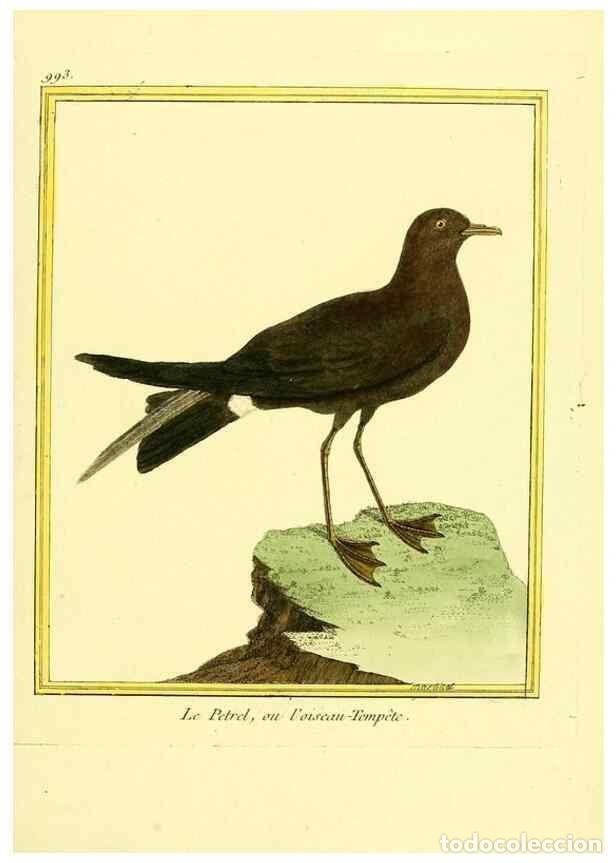 Collezionismo di Riviste e Giornali: Reproducci&oacute;n/Reproduction 49640530511: Planches enlumin&eacute;es d'histoire naturelle. Paris? :s.n.,1765-1