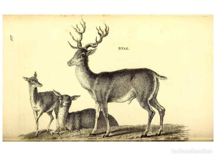 Collezionismo di Riviste e Giornali: Reproducci&oacute;n/Reproduction 49825998743: General zoology, or Systematic natural history. London,Printe