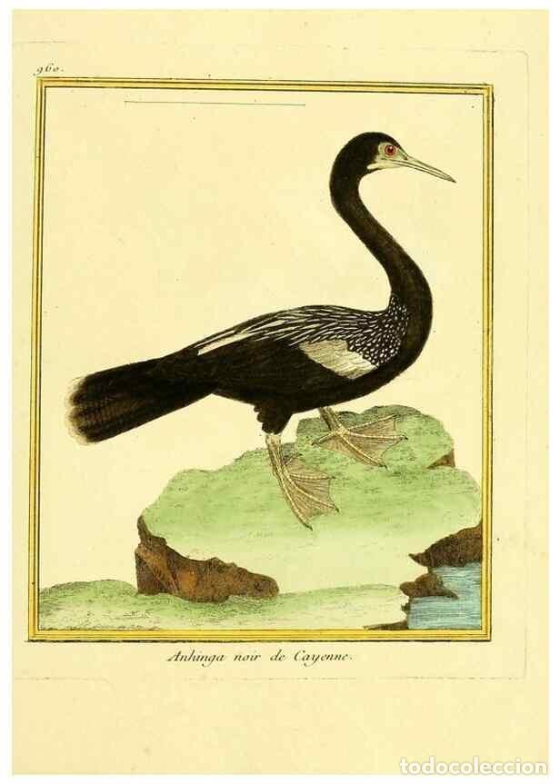 Collezionismo di Riviste e Giornali: Reproducci&oacute;n/Reproduction 49640793932: Planches enlumin&eacute;es d'histoire naturelle. Paris? :s.n.,1765-1