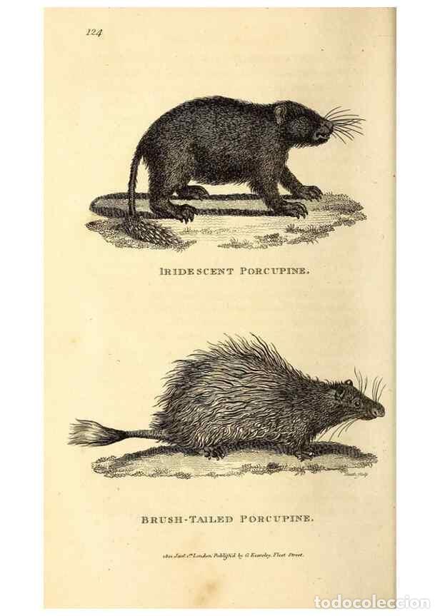 Collezionismo di Riviste e Giornali: Reproducci&oacute;n/Reproduction 49825981223: General zoology, or Systematic natural history. London,Printe