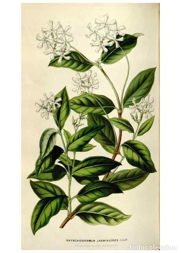 Collezionismo di Riviste e Giornali: Reproducci&oacute;n/Reproduction 49643480331: Flore des serres et des jardins de l'Europe. A Gand :chez Lou