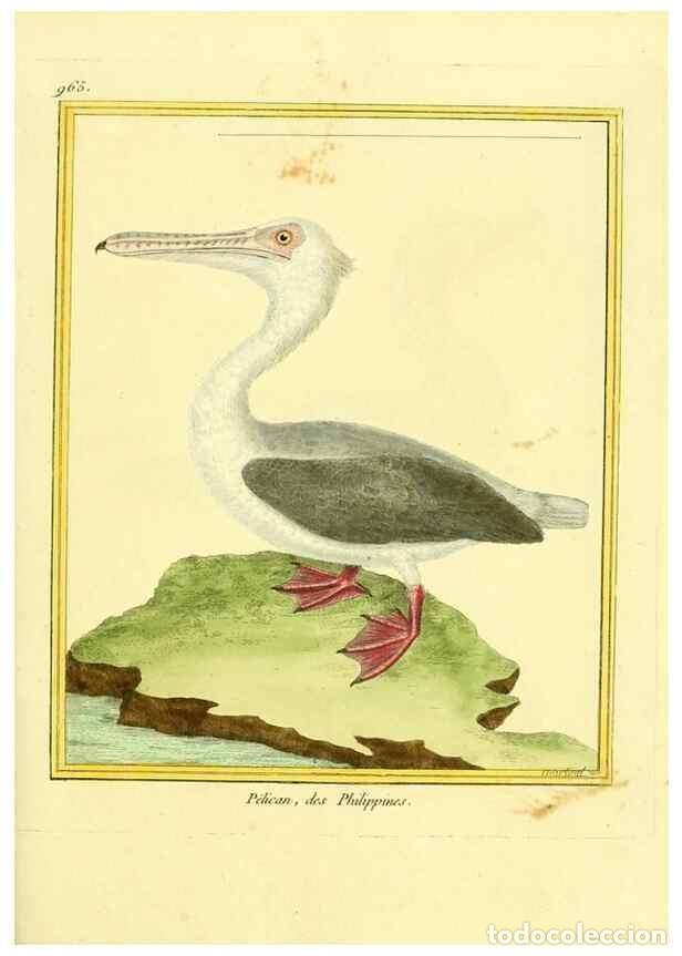 Collezionismo di Riviste e Giornali: Reproducci&oacute;n/Reproduction 49640795232: Planches enlumin&eacute;es d'histoire naturelle. Paris? :s.n.,1765-1