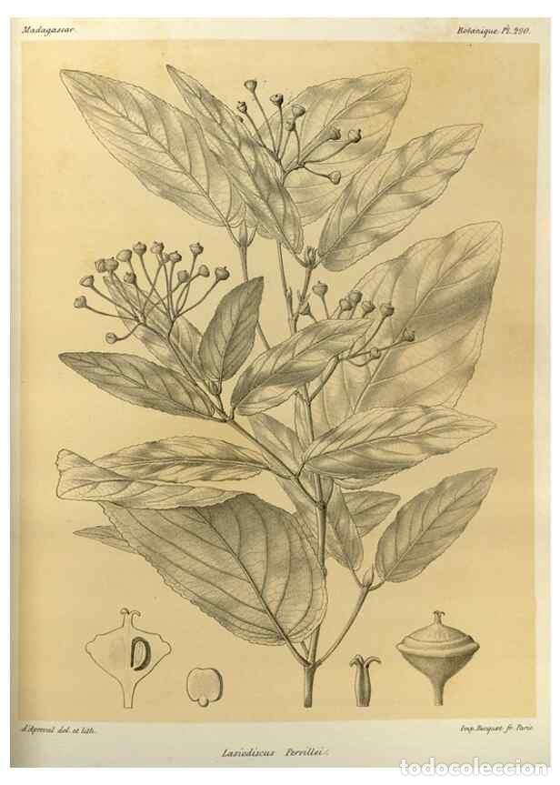 Collezionismo di Riviste e Giornali: Reproducci&oacute;n/Reproduction 49786355802: Histoire physique, naturelle, et politique de Madagascar. Par