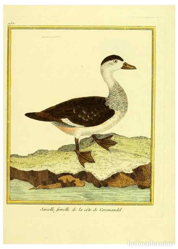 Collezionismo di Riviste e Giornali: Reproducci&oacute;n/Reproduction 49640791167: Planches enlumin&eacute;es d'histoire naturelle. Paris? :s.n.,1765-1