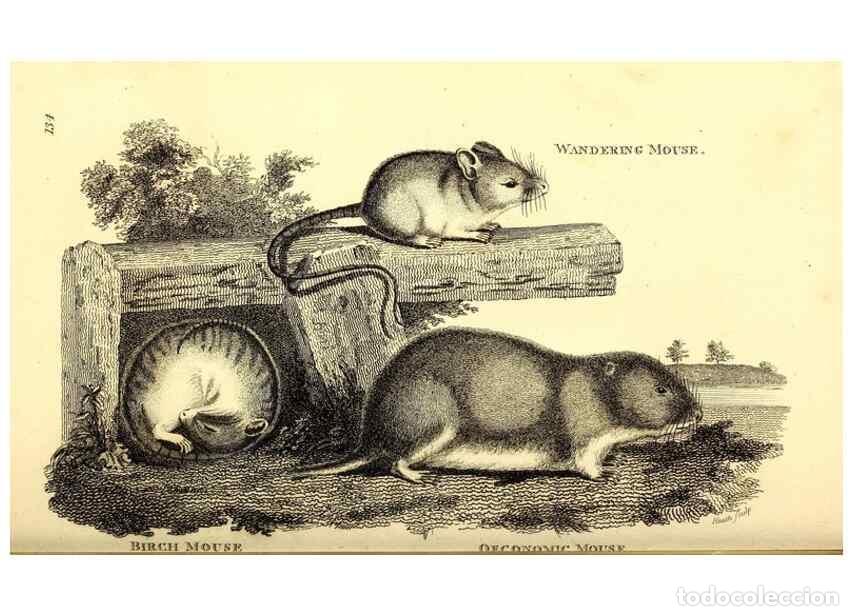 Collezionismo di Riviste e Giornali: Reproducci&oacute;n/Reproduction 49826833422: General zoology, or Systematic natural history. London,Printe