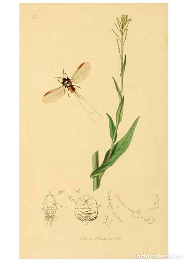 Collection Magazines and Newspapers: Reproducci&oacute;n/Reproduction 49641131997: British entomology :. London,Printed for the author,1823-1840