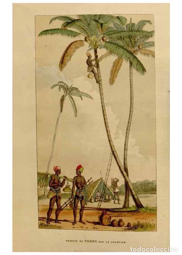 Collection Magazines and Newspapers: Reproducci&oacute;n/Reproduction 49642932703: Flore des serres et des jardins de l'Europe. A Gand :chez Lou