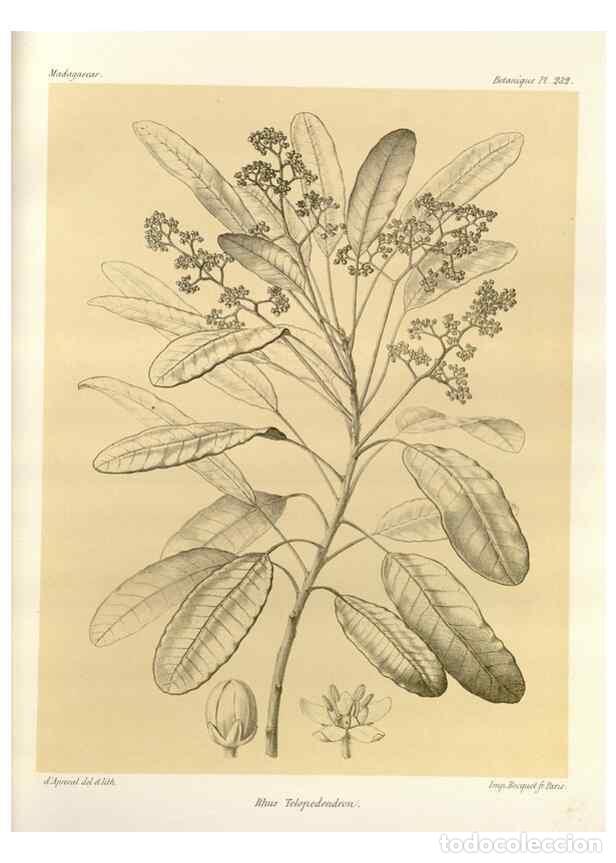 Collection Magazines and Newspapers: Reproducci&oacute;n/Reproduction 49785396558: Histoire physique, naturelle, et politique de Madagascar. Par