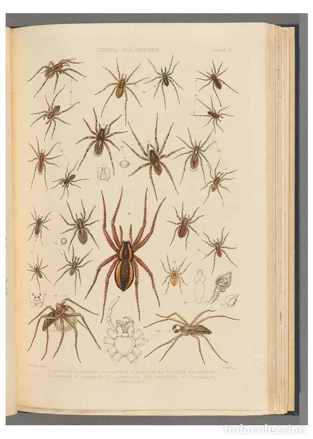 Collection Magazines and Newspapers: Reproducci&oacute;n/Reproduction 49643412481: A history of the spiders of Great Britain and Ireland /. Lond