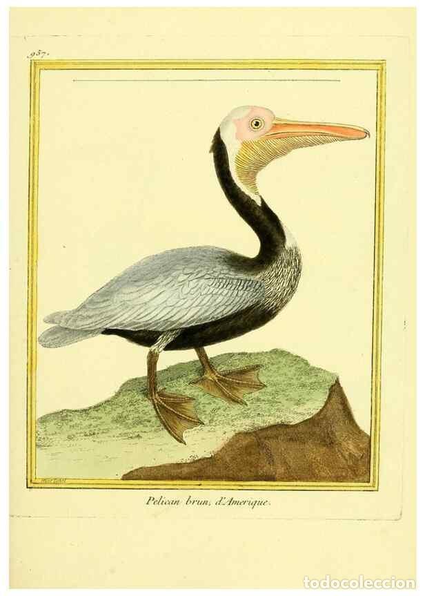 Collection Magazines and Newspapers: Reproducci&oacute;n/Reproduction 49640520396: Planches enlumin&eacute;es d'histoire naturelle. Paris? :s.n.,1765-1