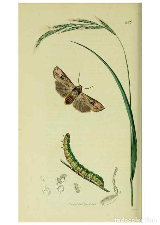 Collection Magazines and Newspapers: Reproducci&oacute;n/Reproduction 49640187818: British entomology :. London,Printed for the author,1823-1840