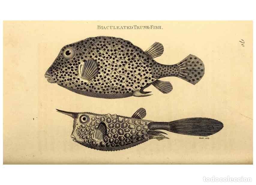 Sammeln von Zeitschriften und Zeitungen: Reproducci&oacute;n/Reproduction 49827069566: General zoology, or Systematic natural history. London,Printe