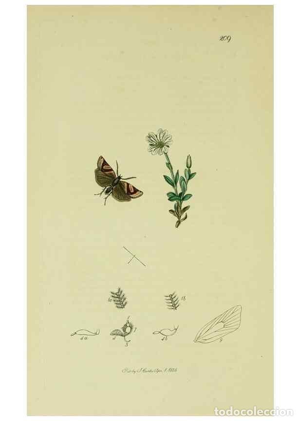 Sammeln von Zeitschriften und Zeitungen: Reproducci&oacute;n/Reproduction 49641063552: British entomology :. London,Printed for the author,1823-1840