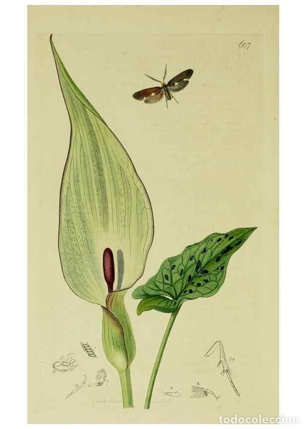 Sammeln von Zeitschriften und Zeitungen: Reproducci&oacute;n/Reproduction 49640288293: British entomology :. London,Printed for the author,1823-1840