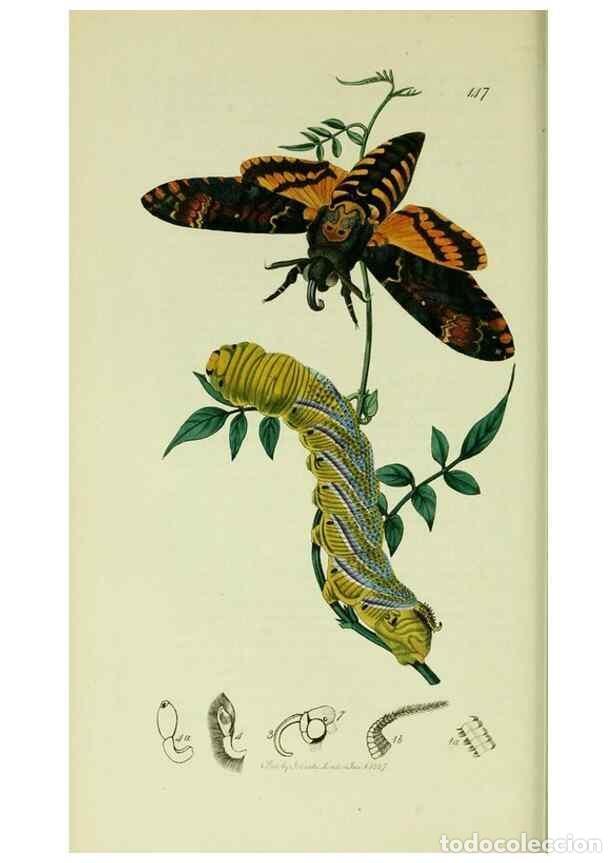 Sammeln von Zeitschriften und Zeitungen: Reproducci&oacute;n/Reproduction 49640174648: British entomology :. London,Printed for the author,1823-1840