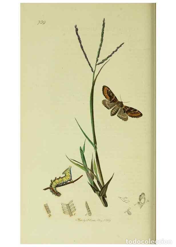 Collezionismo di Riviste e Giornali: Reproducci&oacute;n/Reproduction 49640974517: British entomology :. London,Printed for the author,1823-1840