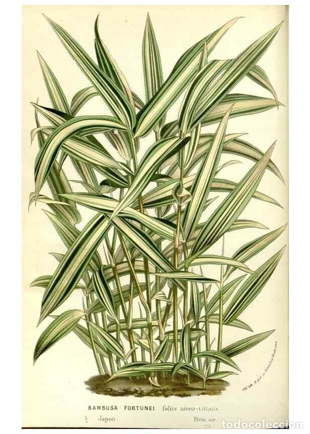 Collezionismo di Riviste e Giornali: Reproducci&oacute;n/Reproduction 49587777856: Flore des serres et des jardins de l'Europe. A Gand :chez Lou